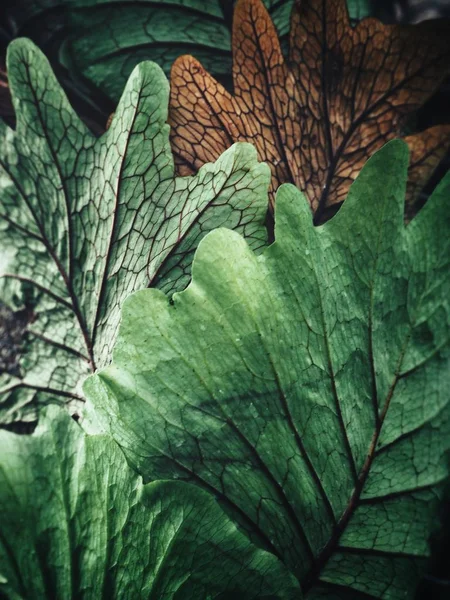 Beautiful of tropical fern leaves — Stock Photo, Image