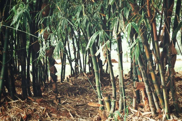Бамбуковые листья на дереве в лесу — стоковое фото