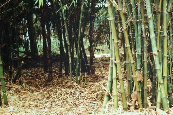 Bamboo leaves on tree in forest — Stock Photo, Image