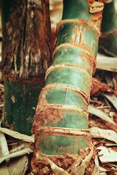 Gros plan des feuilles de bambou sur l'arbre — Photo