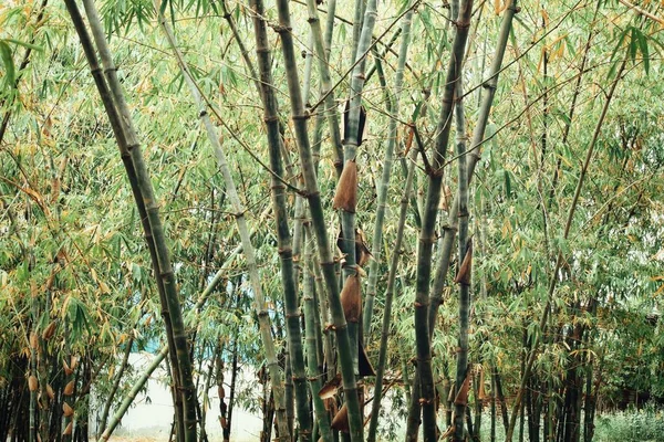 Hojas de bambú en el árbol en el bosque — Foto de Stock