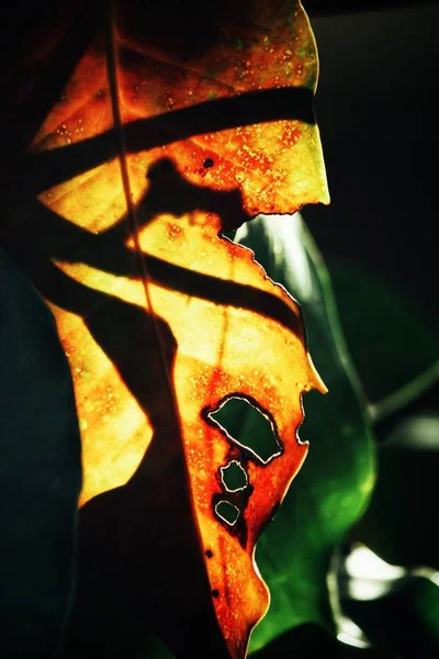 Close up of shadow leaves