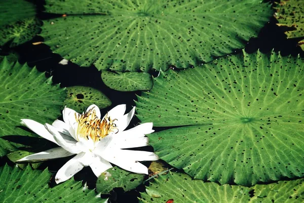 Κοντινό κομμάτι λουλουδιών Lotus — Φωτογραφία Αρχείου