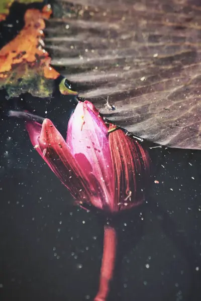 Gros plan sur les fleurs de Lotus — Photo