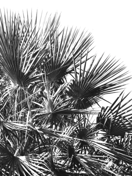 Hermosa de hojas tropicales en blanco y negro —  Fotos de Stock