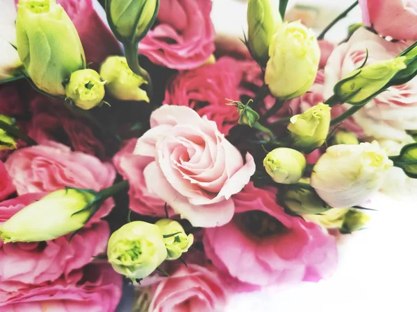 Bonito de rosa flor — Fotografia de Stock