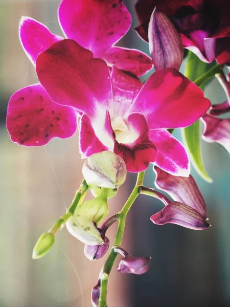 Gyönyörű orchidea rózsaszín virágok — Stock Fotó
