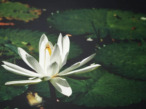 Close-up van Lotus bloemen — Stockfoto