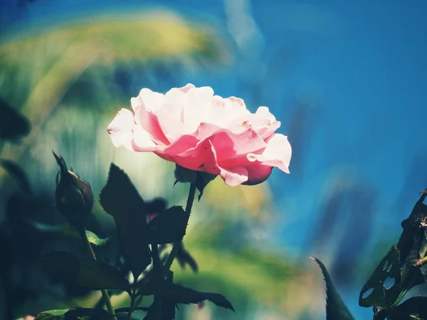 Mooi van roos bloem vintage — Stockfoto