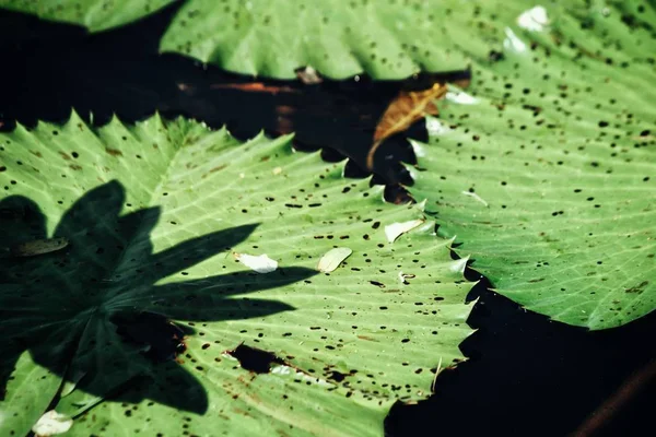 로터스 열 대의 아름다운 잎들 — 스톡 사진