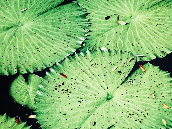 Beautiful of lotus tropical leaves — Stock Photo, Image