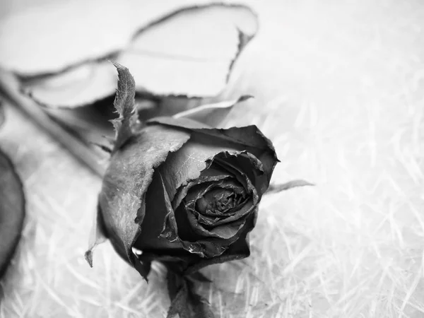 Schwarze und weiße Rose Blume — Stockfoto