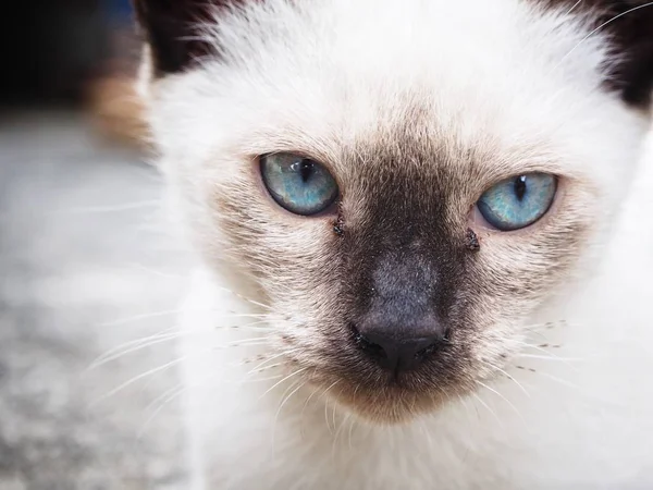 Vacker av katt blått öga — Stockfoto