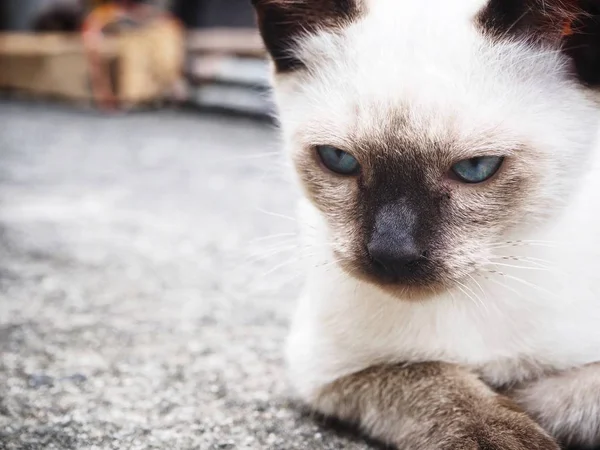 Bello di gatto occhio blu — Foto Stock