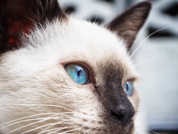 Güzel kedi mavi gözü — Stok fotoğraf