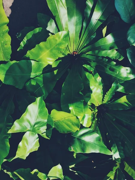 Όμορφη από πράσινα τροπικά φύλλα — Φωτογραφία Αρχείου