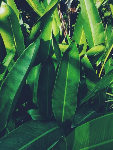 Bello di foglie tropicali verdi — Foto Stock