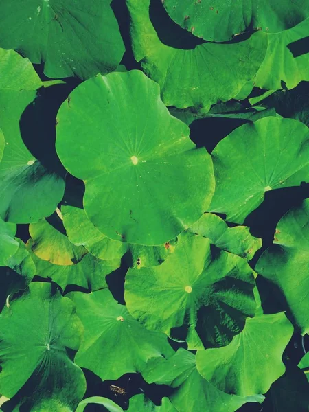 Beautiful of lotus tropical leaves — Stock Photo, Image