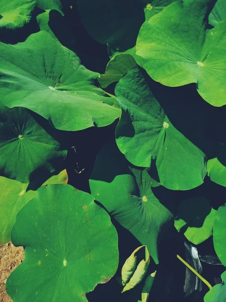 Beautiful of lotus tropical leaves — Stock Photo, Image