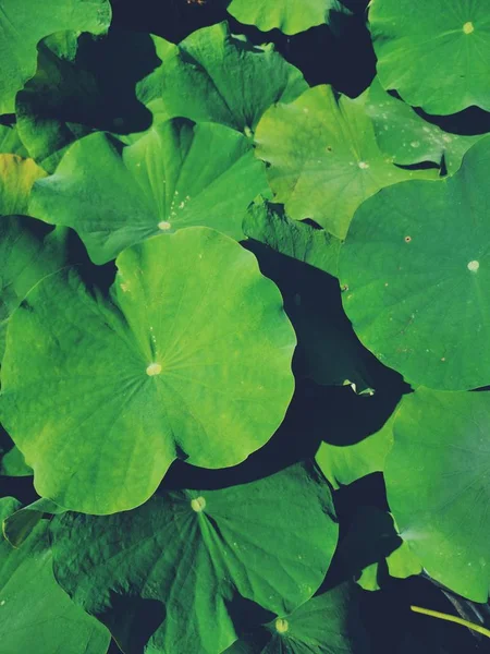 Beautiful of lotus tropical leaves — Stock Photo, Image