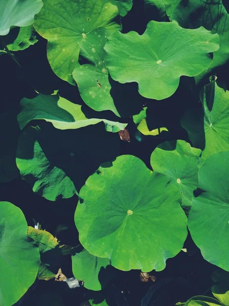 Hermosa de hojas tropicales de loto —  Fotos de Stock