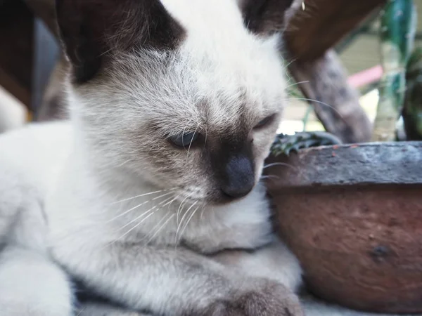 Belle oeil de chat bleu — Photo