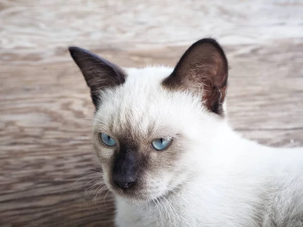 Güzel kedi gözü mavisi — Stok fotoğraf