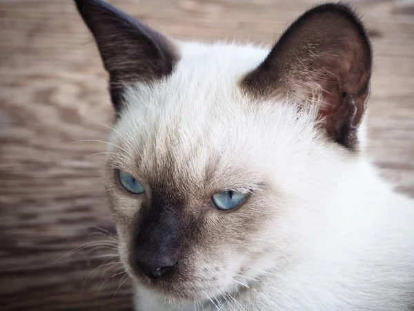 Hermosa de ojo de gato azul —  Fotos de Stock