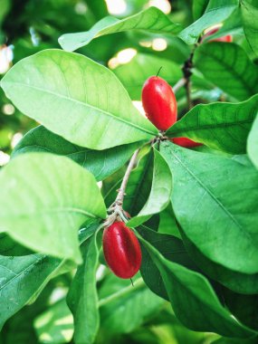 Mucize meyve ve yapraklar ağaçta