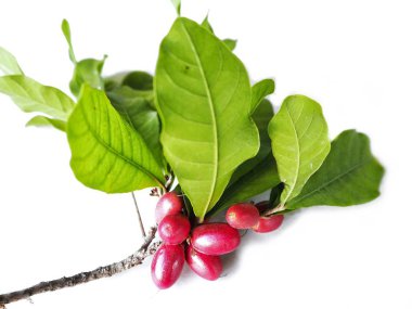 Beyaz arka planda izole edilmiş mucize meyve