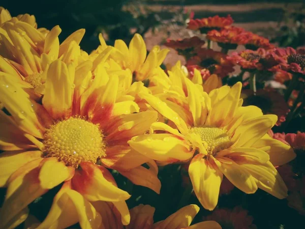 Belle de fleurs de chrysanthème jaune — Photo