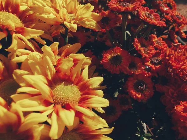 Beautiful of yellow chrysanthemum flowers — Stock Photo, Image