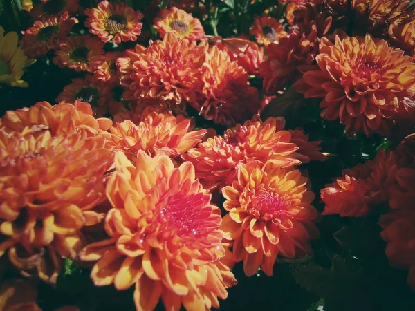 Beautiful of orange chrysanthemum flowers — Stock Photo, Image