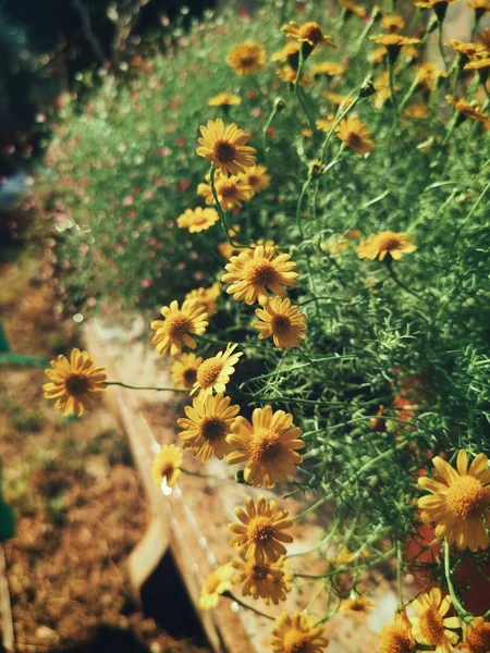 Linda de flor de margarida amarela — Fotografia de Stock