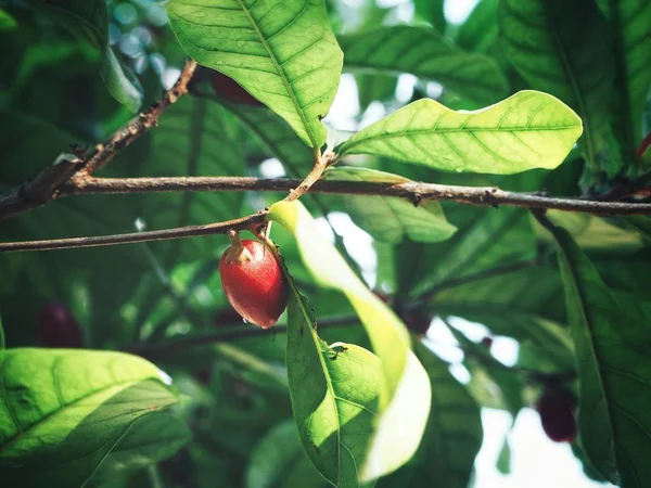 Frutto miracoloso e foglie sull'albero — Foto Stock
