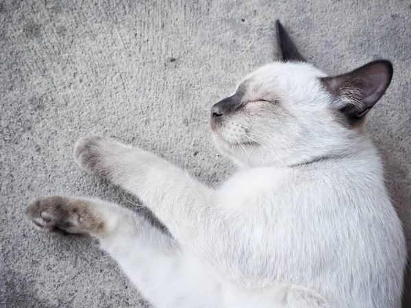 Close up de gato branco — Fotografia de Stock