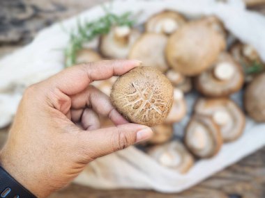Shiitake mantarı ve ahşap arka plan.
