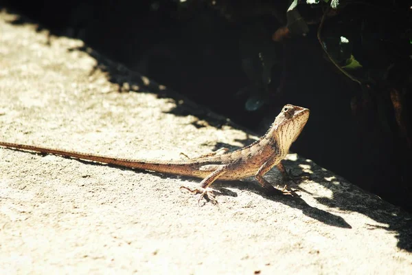 Primer plano de lagarto marrón —  Fotos de Stock