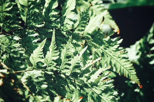 熱帯シダの葉の美しい — ストック写真