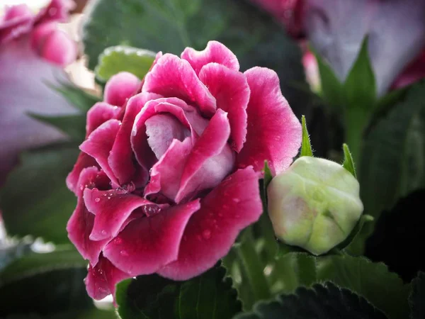 Hermosa de flores tropicales rojas —  Fotos de Stock