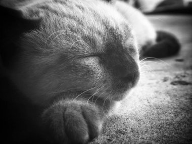 Beyaz kedi mahsulünün güzelliği