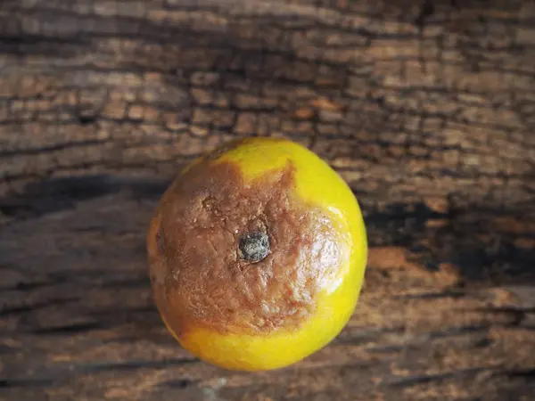 Rutten orange på trä bakgrund — Stockfoto