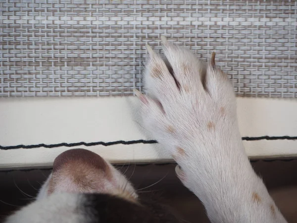 Pé de cão chihuahua branco — Fotografia de Stock