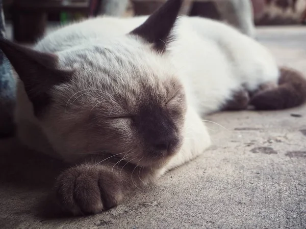 Hermosa de gato blanco vintage —  Fotos de Stock