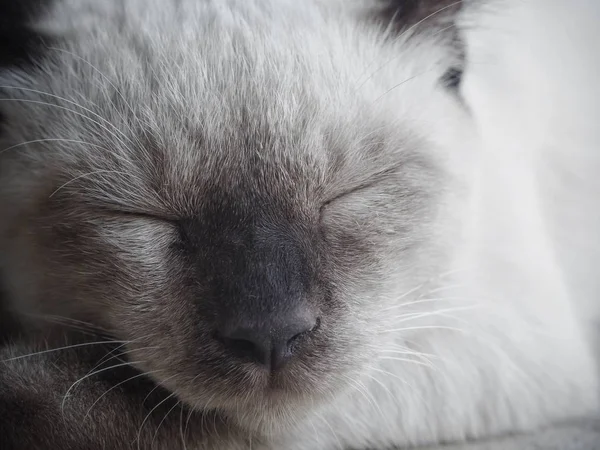สวยงามของแมวสีขาววินเทจ — ภาพถ่ายสต็อก