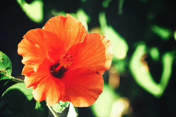 Prachtig van hibiscus oranje tropische bloemen — Stockfoto