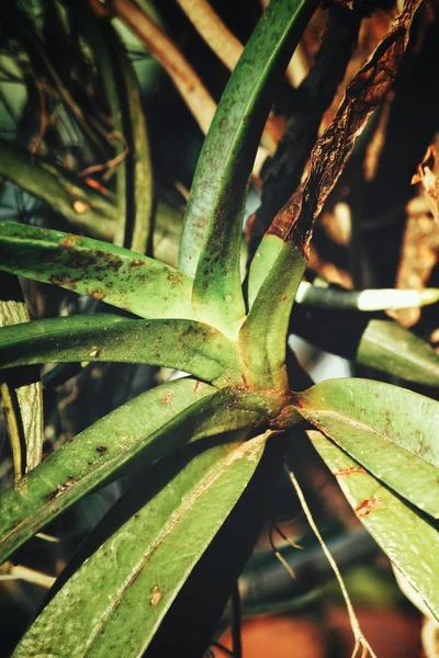 Beautiful of green tropical leaves — Stock Photo, Image