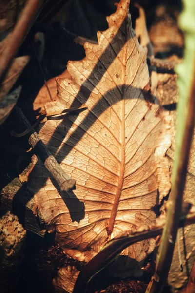 Засохшие листья — стоковое фото