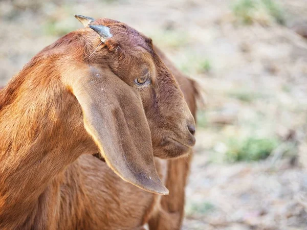 Закрытие козы на ферме — стоковое фото