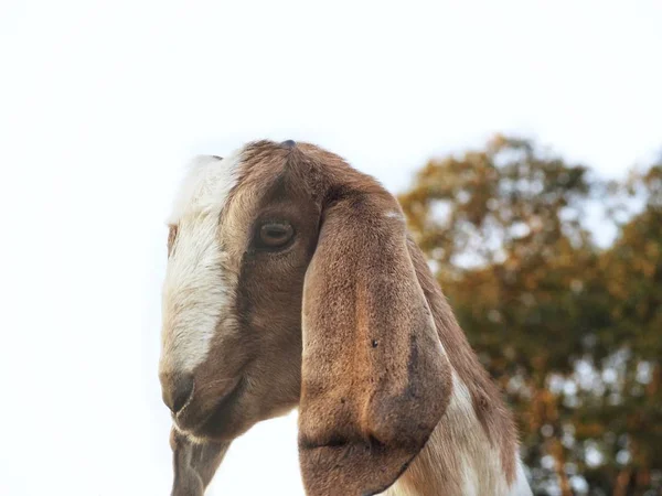 Gros plan de la chèvre dans la ferme — Photo